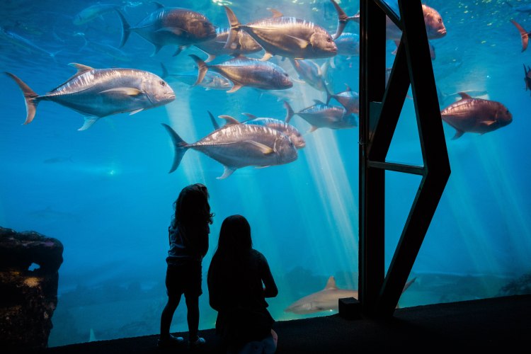 aquarium